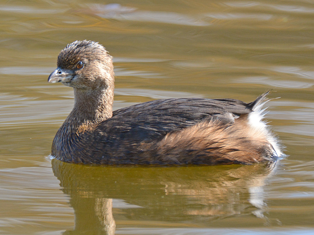 Duck3.jpg