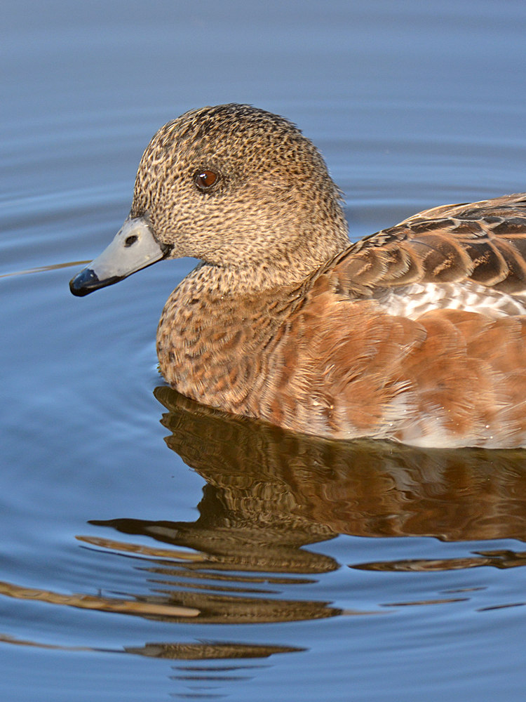 Duck3.jpg