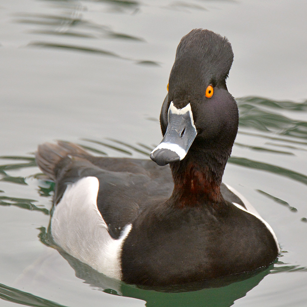 Duck3.jpg