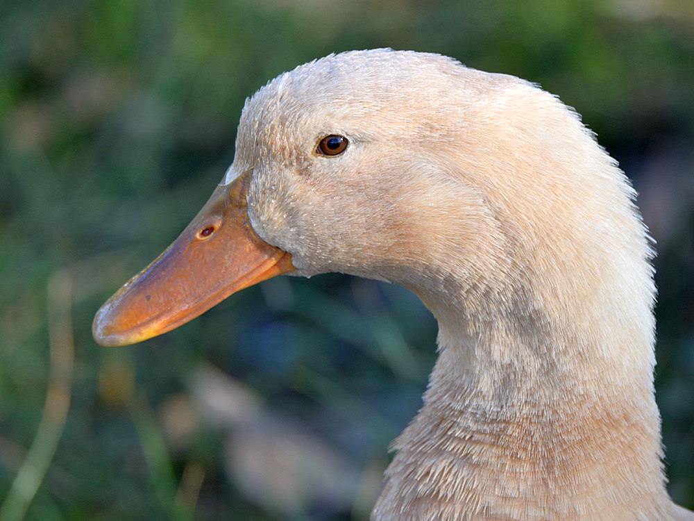 Duck3.jpg