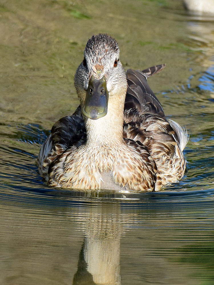 Duck3.jpg