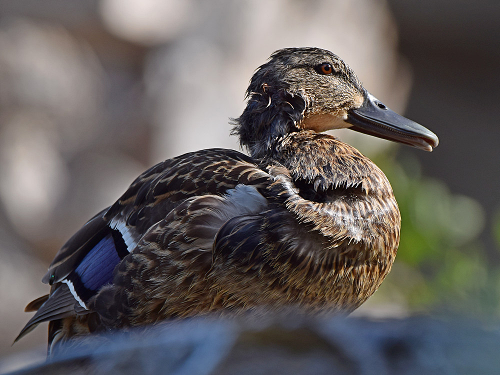 Duck3.jpg