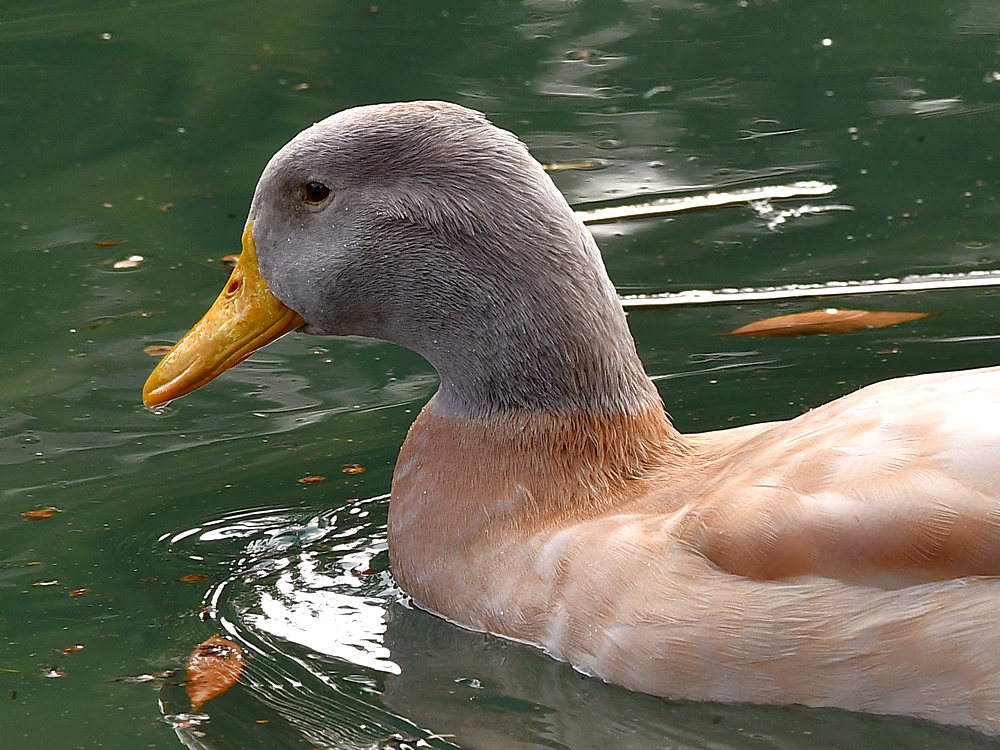 Duck3.jpg