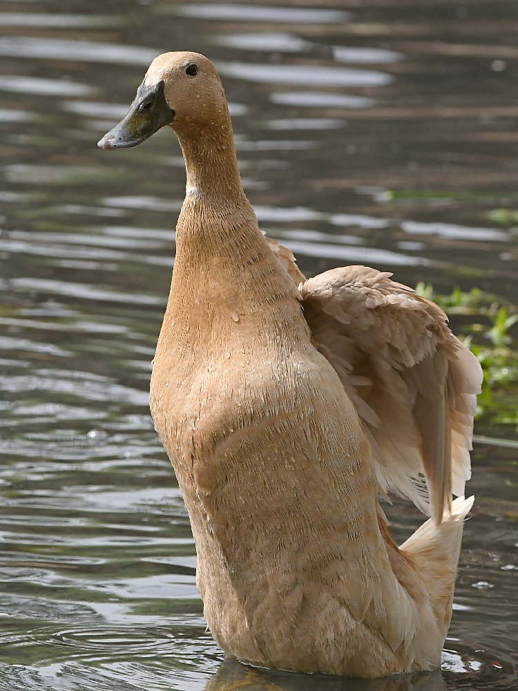 Duck3.jpg