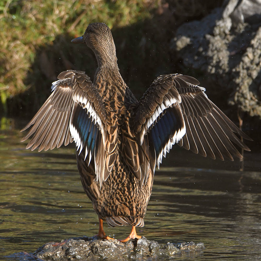 Duck3.jpg
