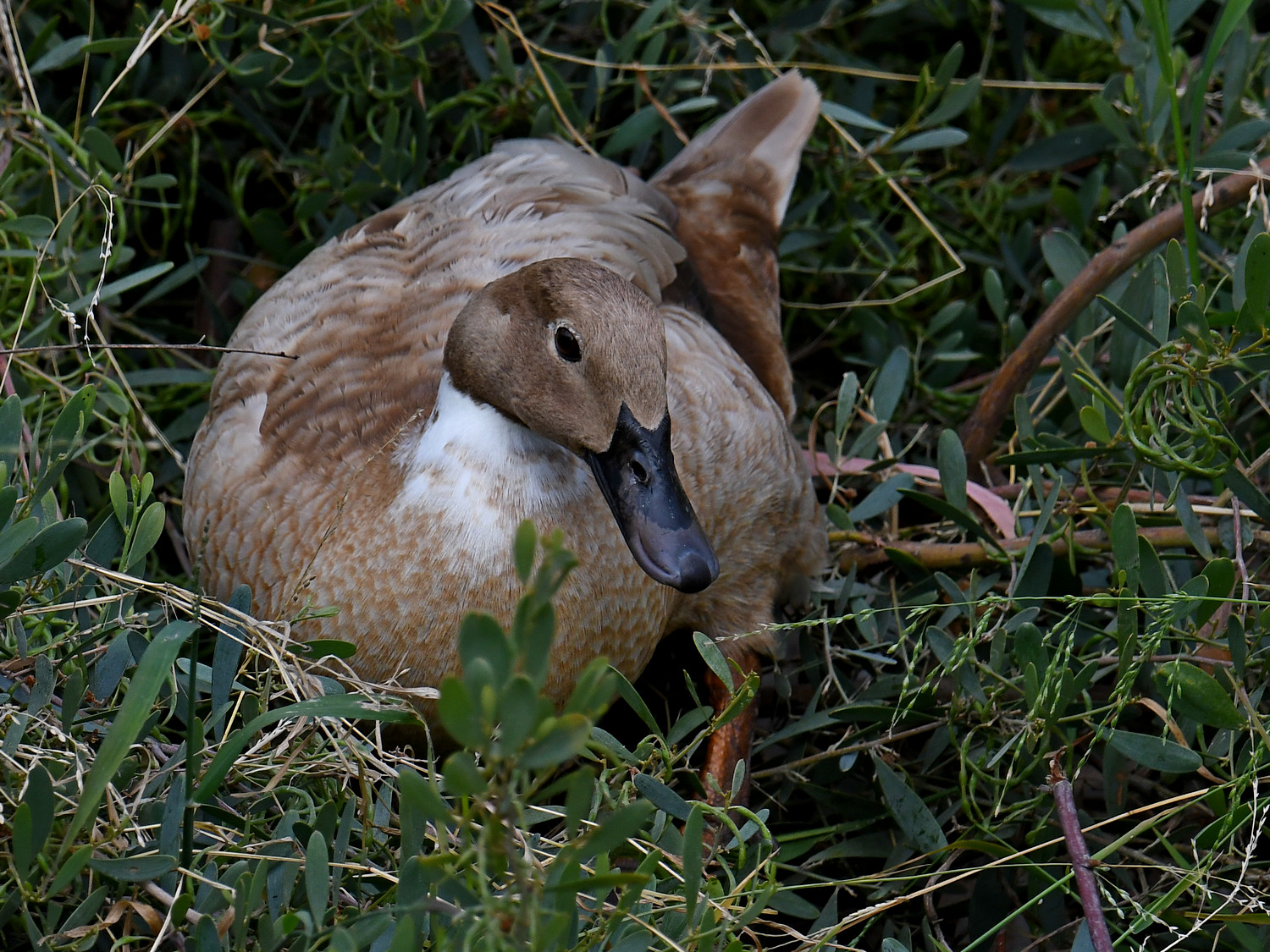 Duck3.jpg