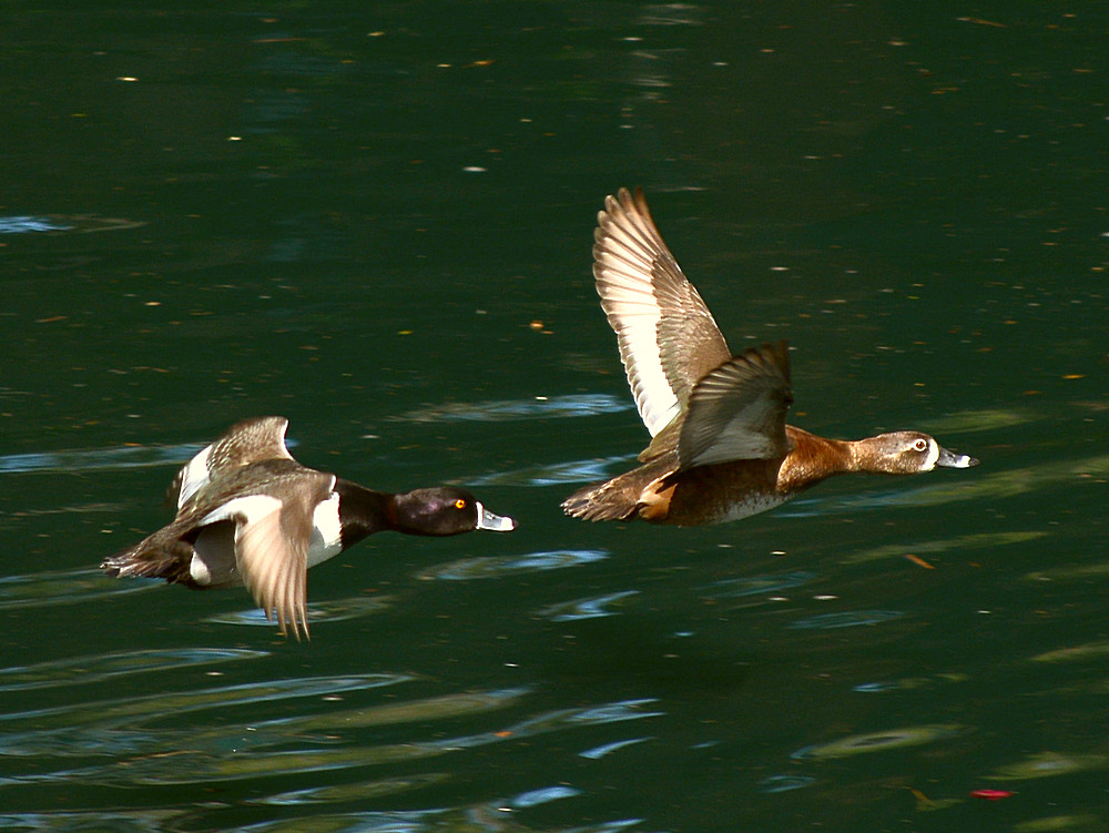 Duck3.jpg