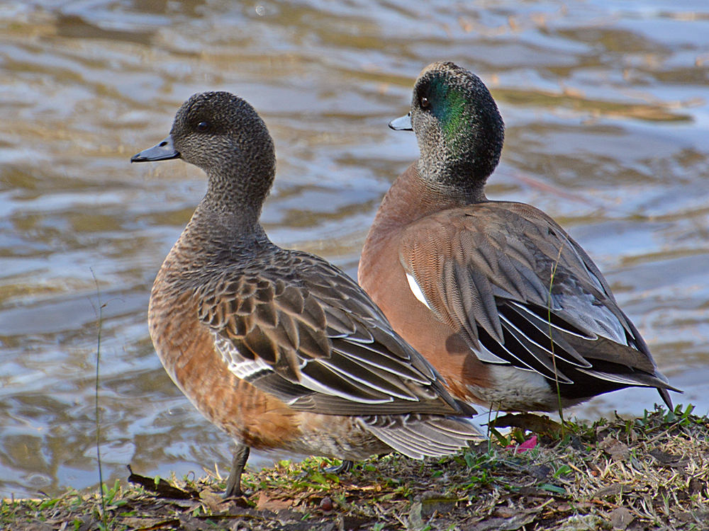 Duck4.jpg