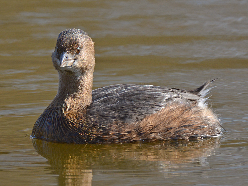 Duck4.jpg