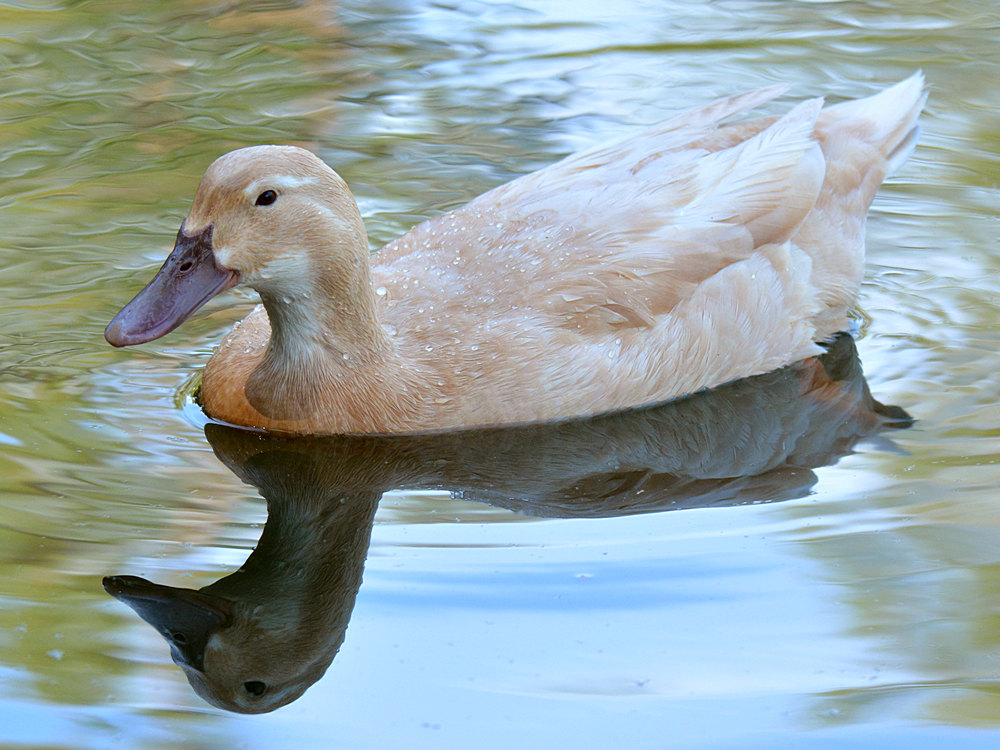 Duck4.jpg