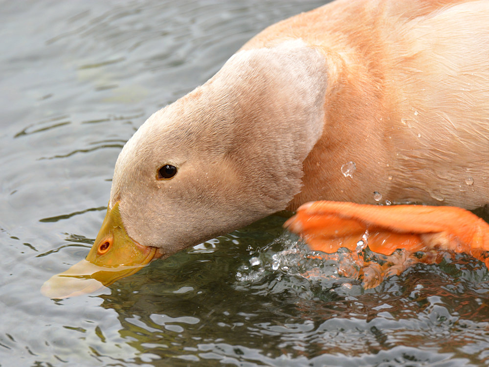 Duck4.jpg