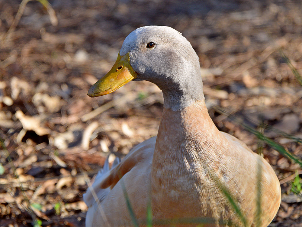 Duck4.jpg