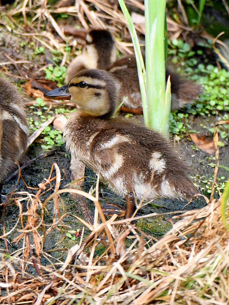 Duck4.jpg