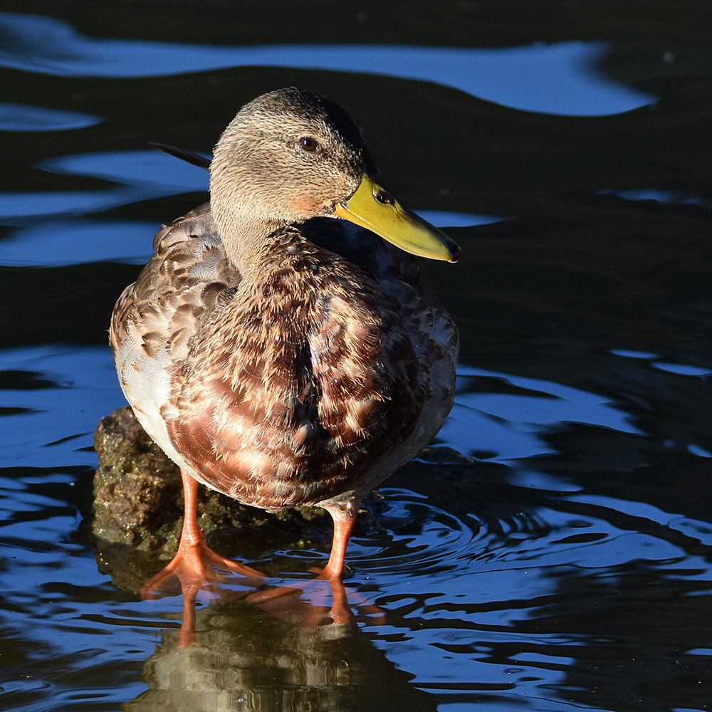 Duck4.jpg