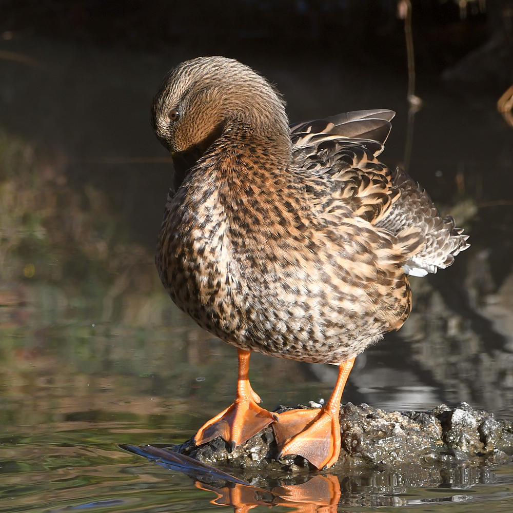 Duck4.jpg