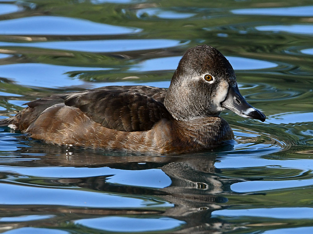 Duck4.jpg