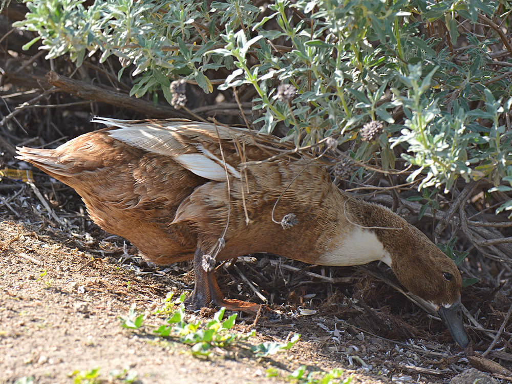Duck5.jpg