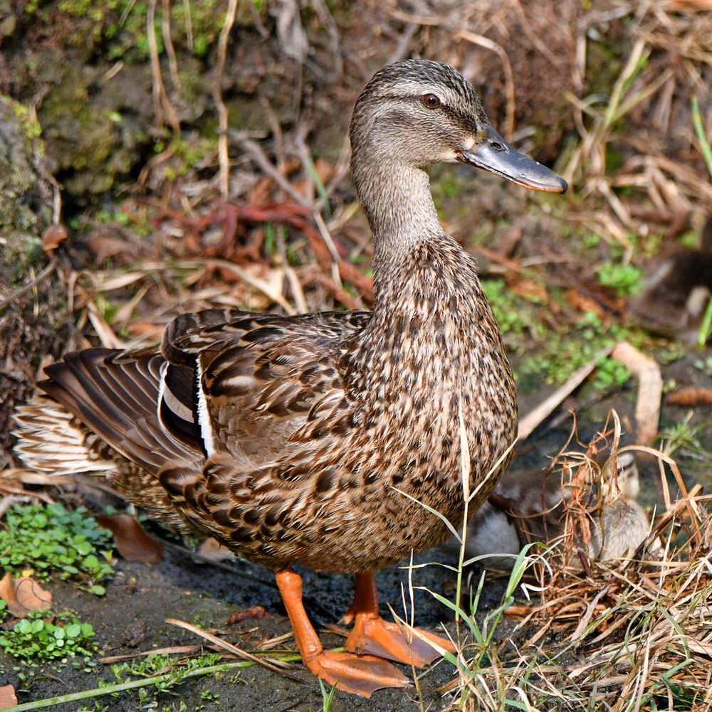 Duck5.jpg