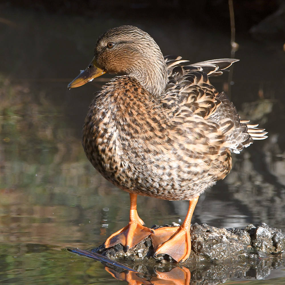 Duck5.jpg