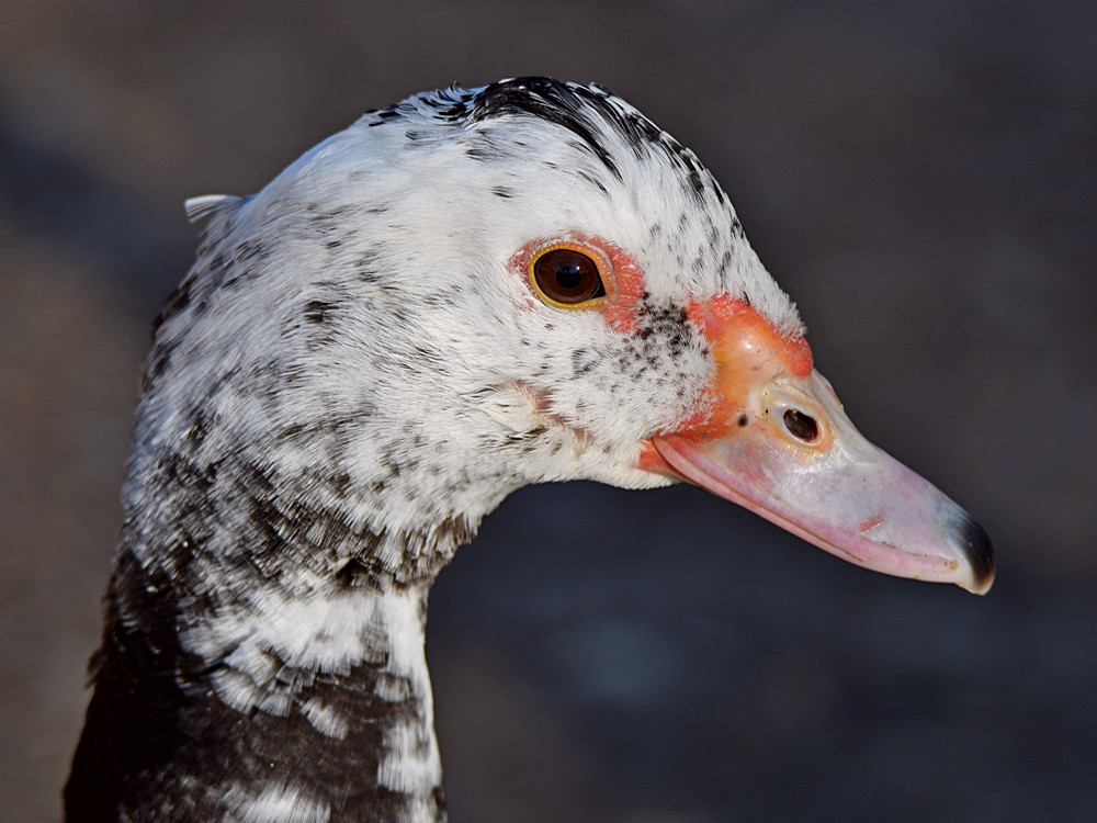 Duck6.jpg