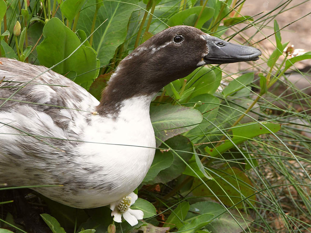 Duck6.jpg
