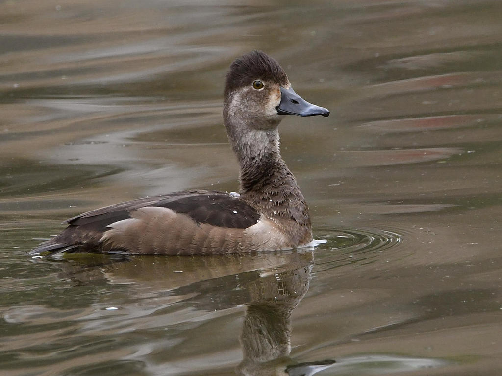 Duck6.jpg