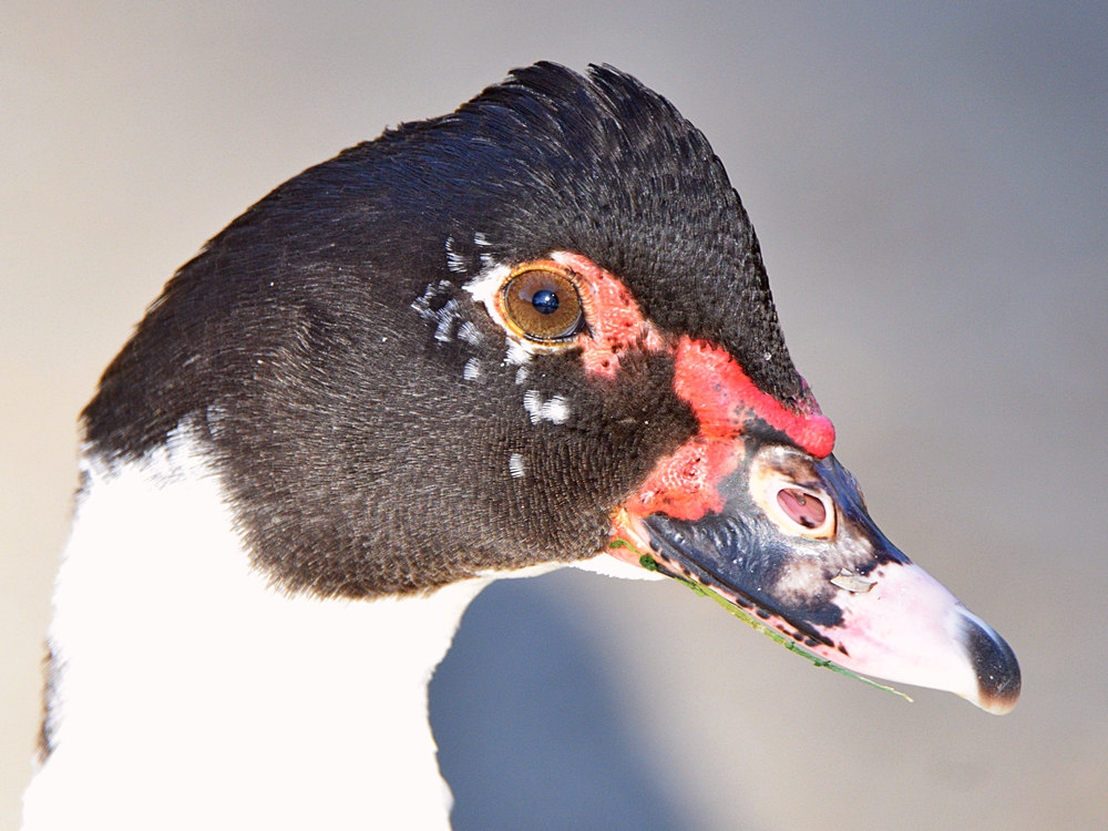 Duck7.jpg
