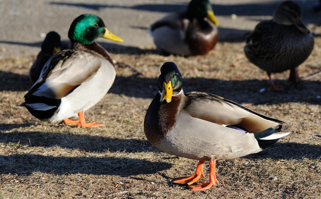 duck_00001.jpg