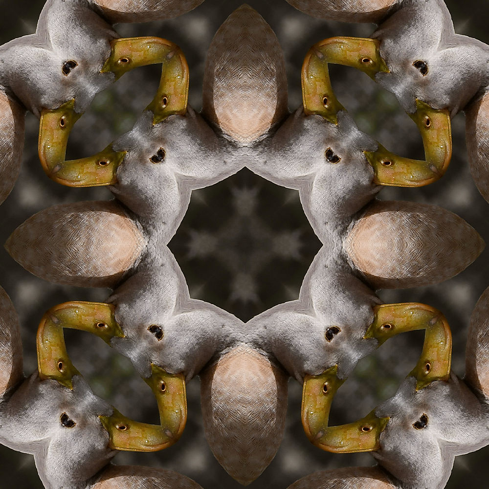 Duck_x_4Large.jpg