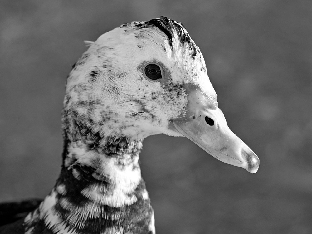 DuckBW.jpg