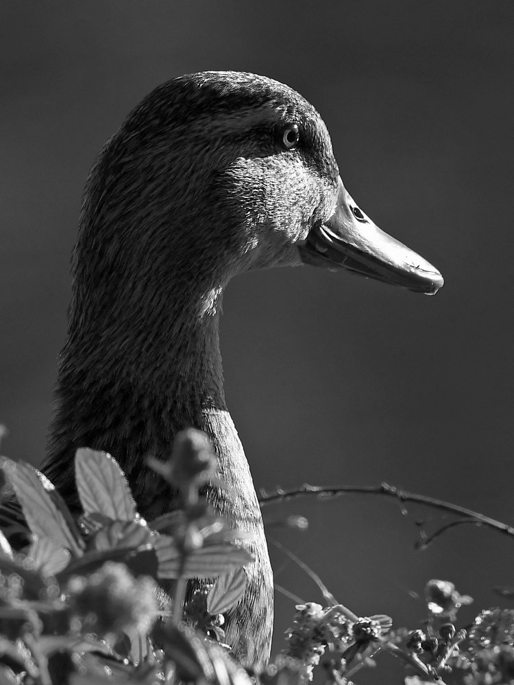DuckBW.JPG