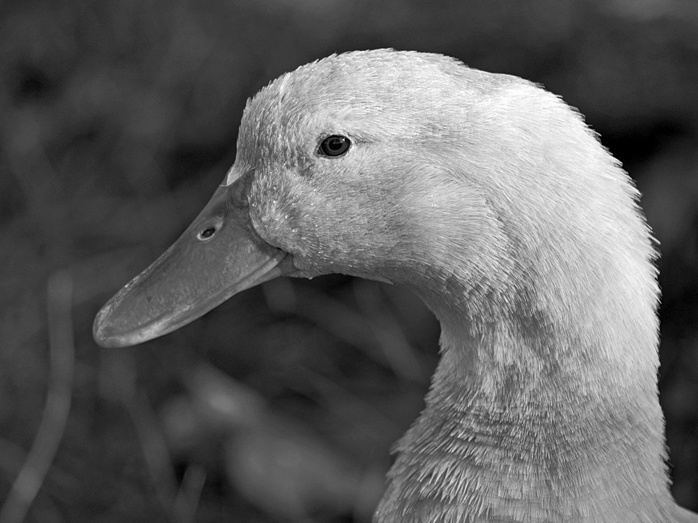 DuckBW2.jpg