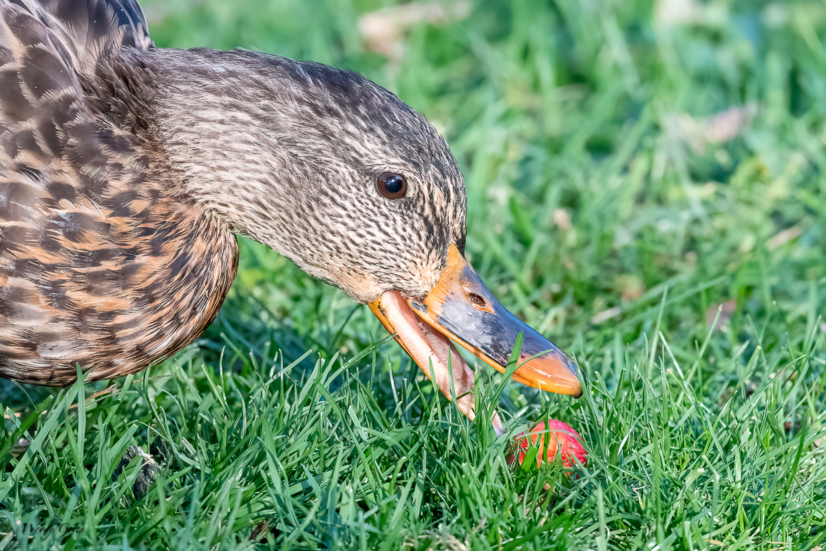 DuckCrabapple-76.jpg