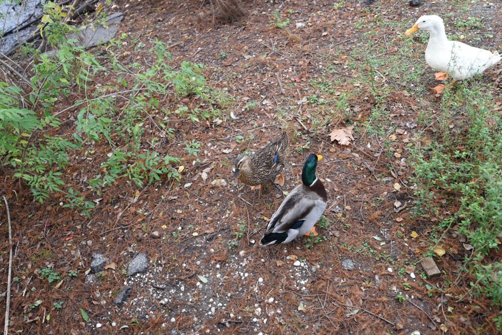 duckie 2 (2 of 1).jpg