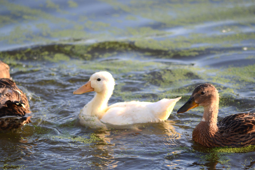 Duckling 1.jpg