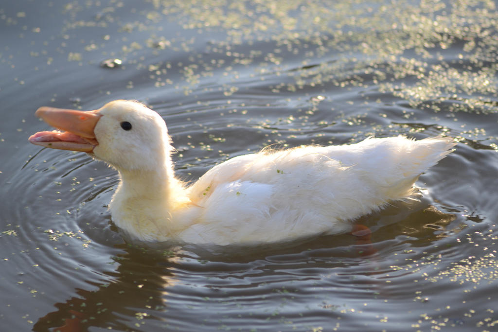Duckling 3.jpg
