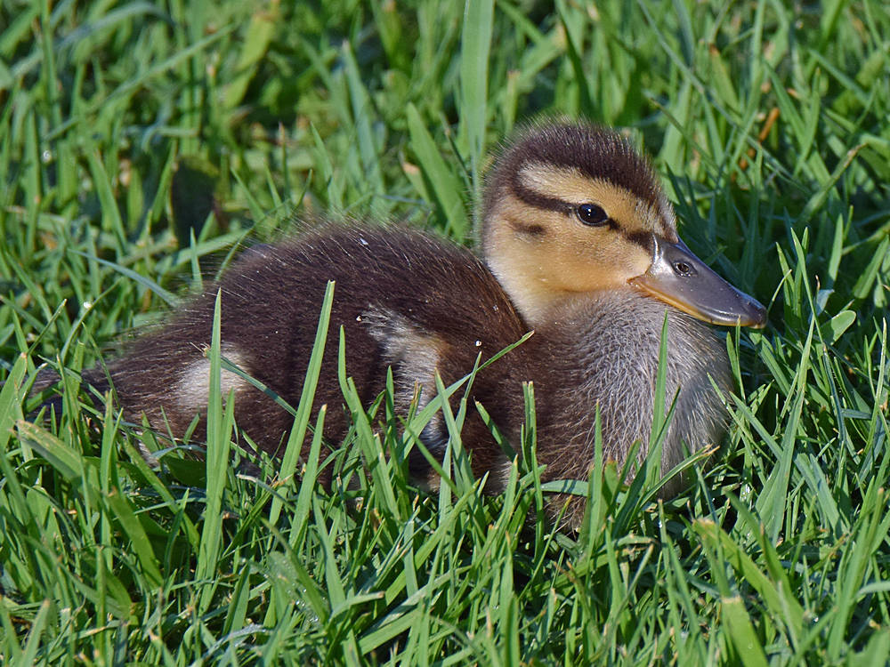 Duckling.jpg
