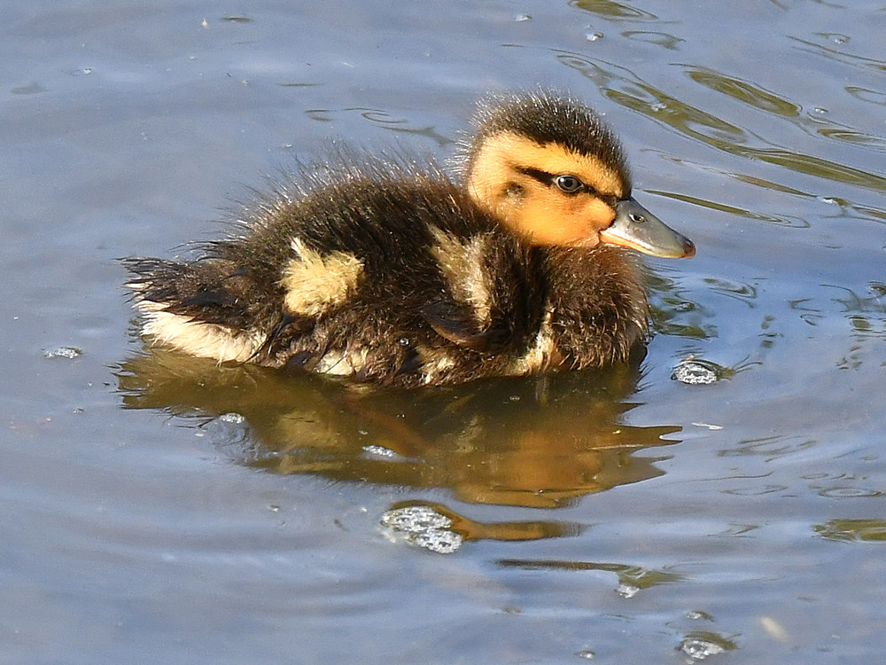 Duckling.jpg