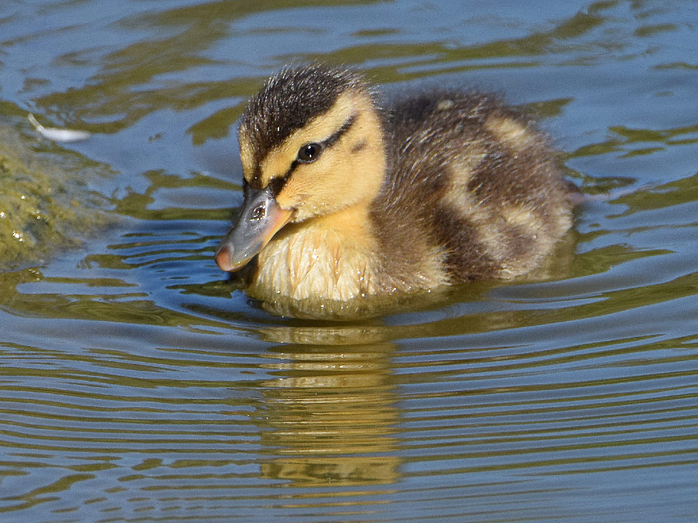 Duckling.jpg