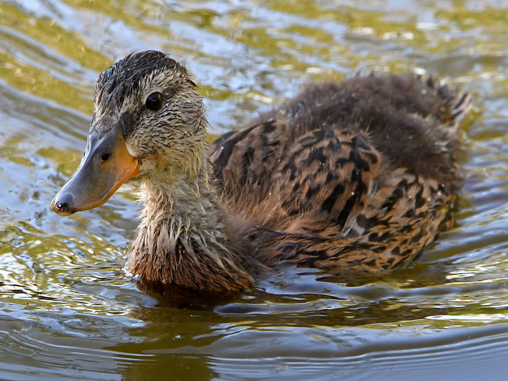Duckling.jpg