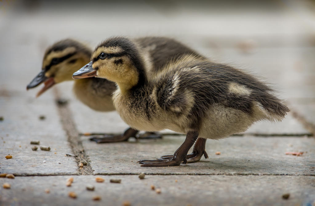 Duckling.jpg