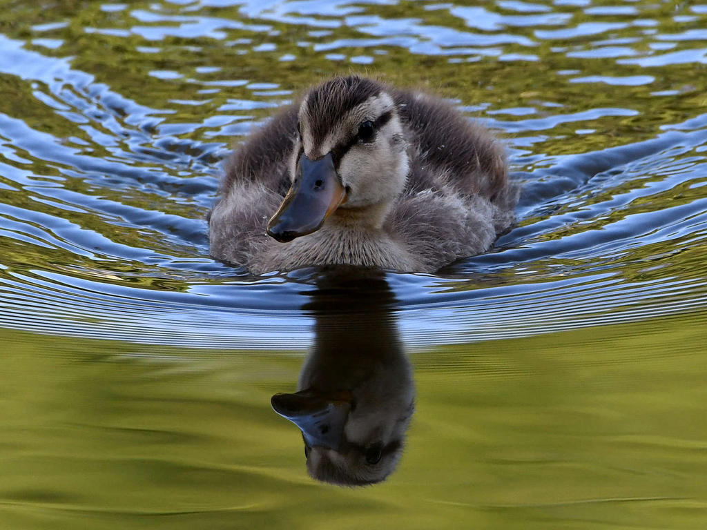 Duckling.jpg