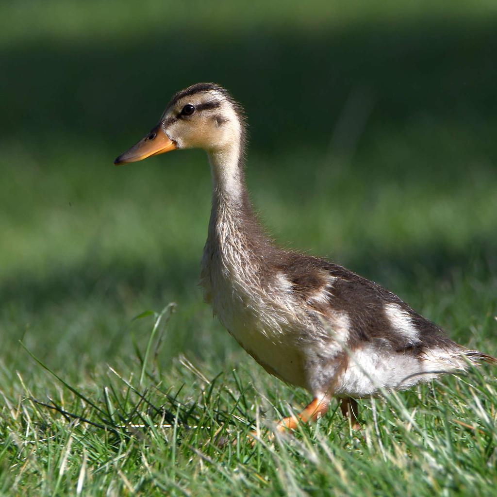 Duckling.jpg