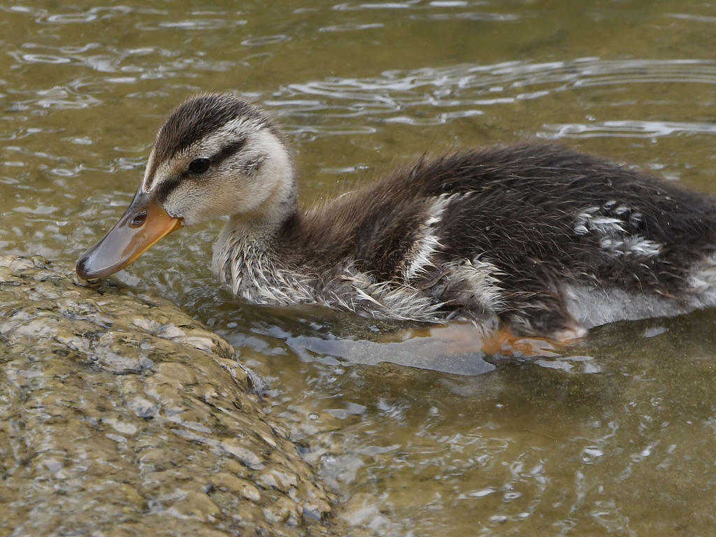 Duckling.jpg