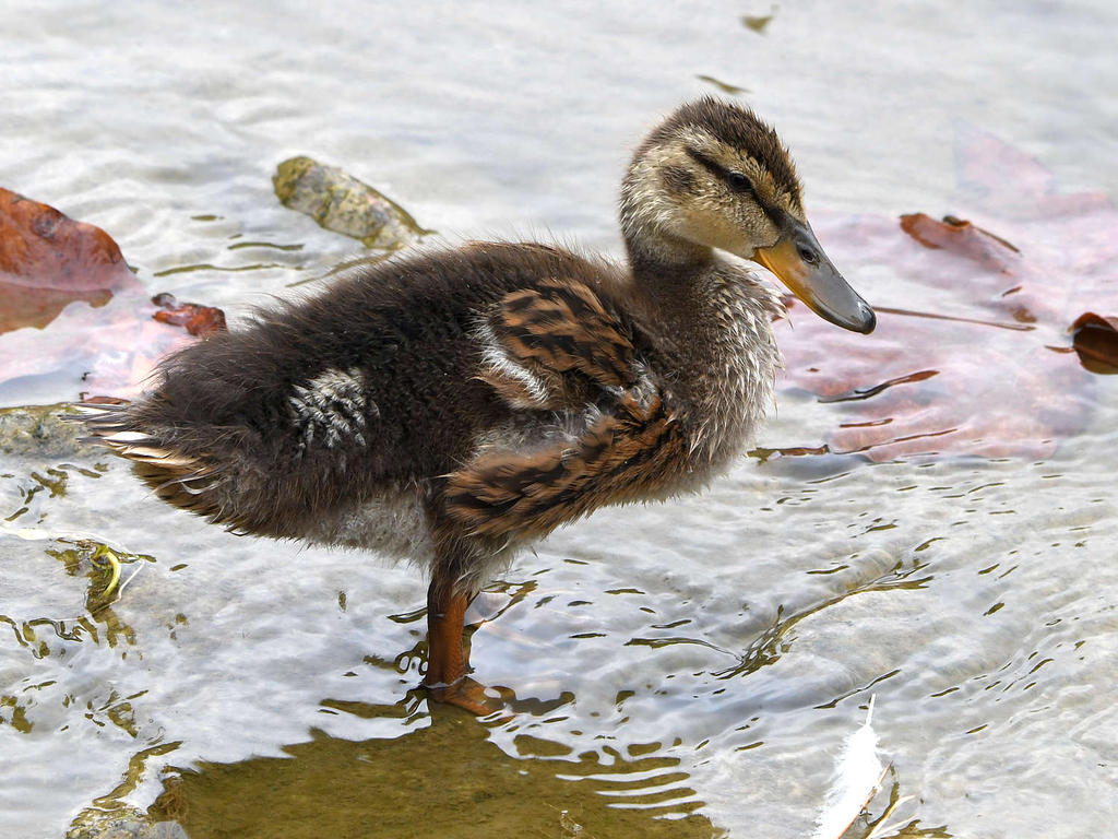 Duckling.jpg