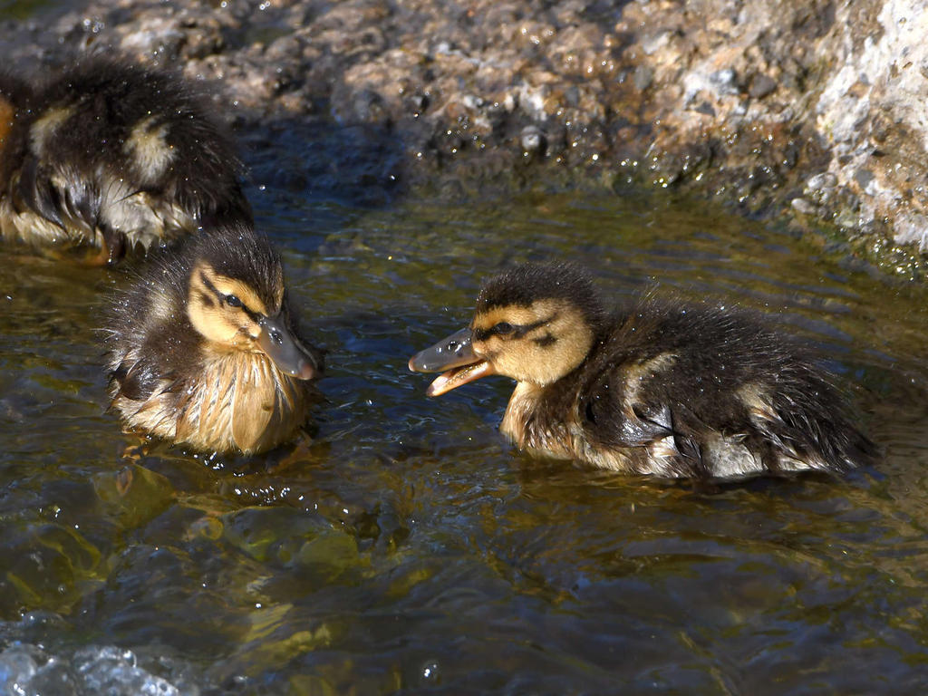 Duckling.jpg