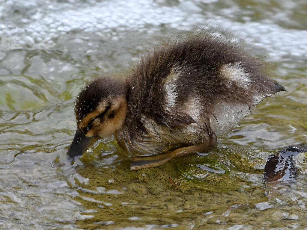 Duckling.jpg
