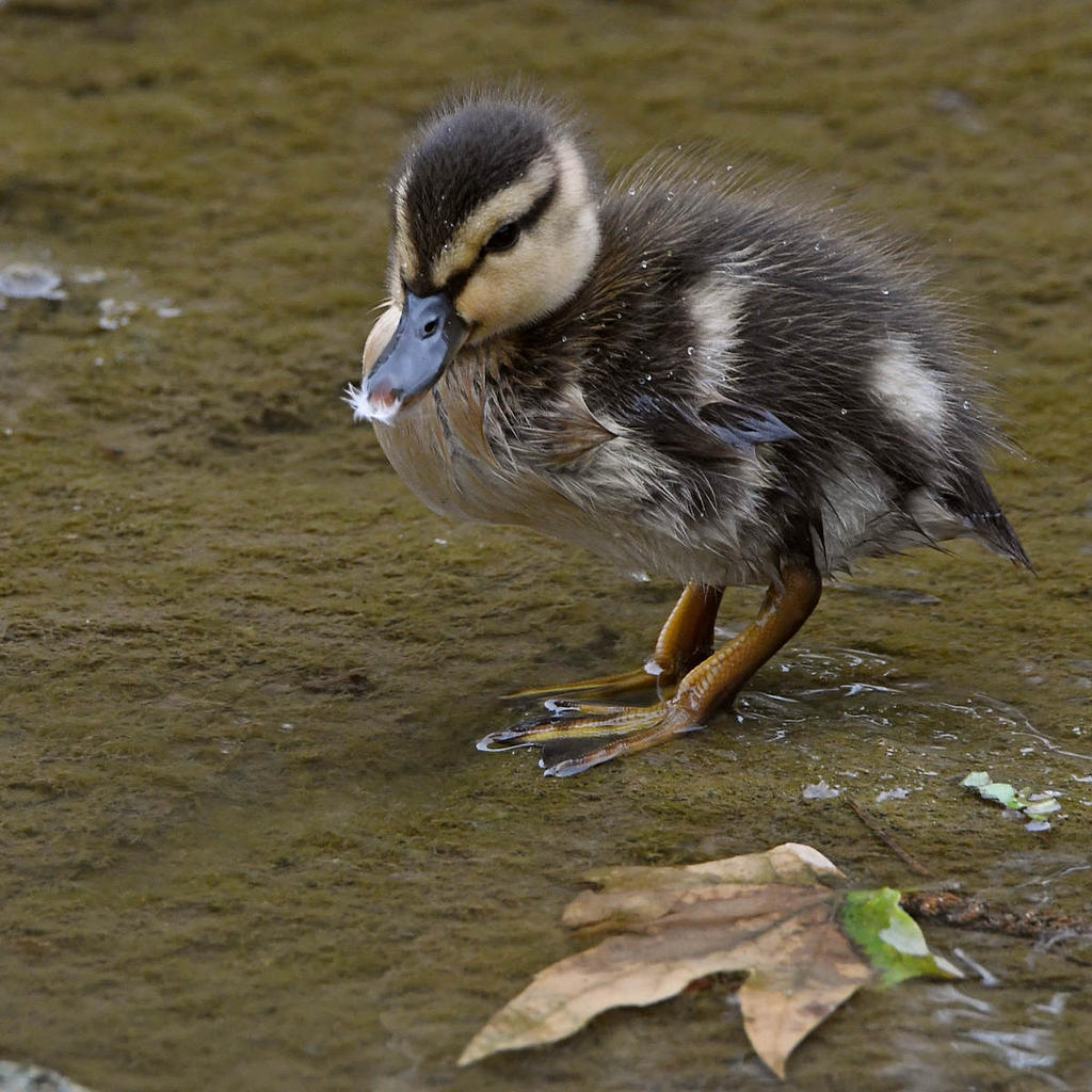 Duckling.jpg