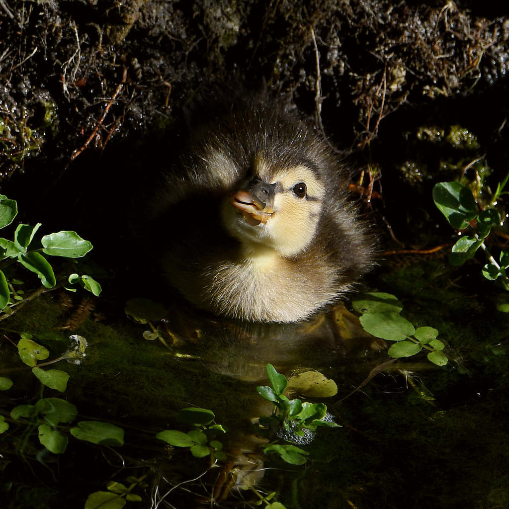 Duckling.jpg