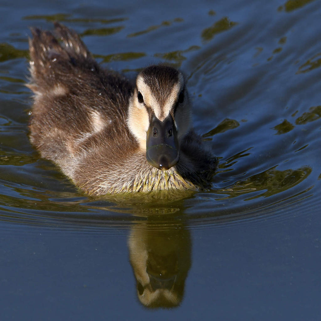 Duckling.jpg